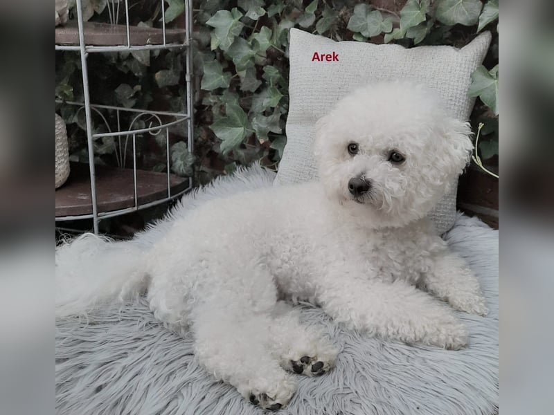 Reinrassige Bichon Frise Welpen mit Ahnentafel
