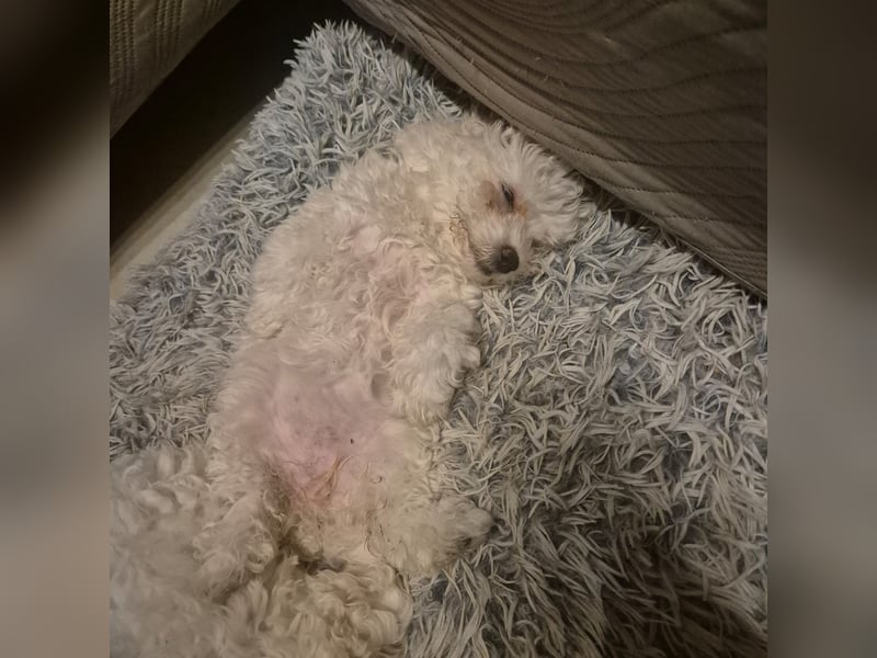 Süße Fellnasen Bichon Frise Welpen