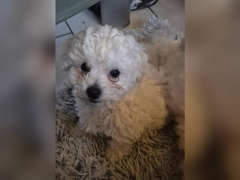 Süße Fellnasen Bichon Frise Welpen