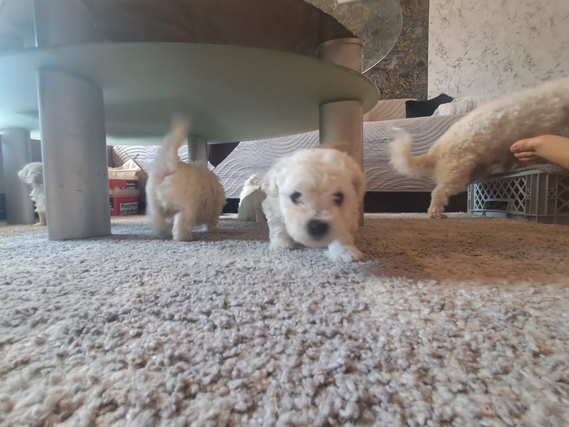 Süße, quirlige Bichon Frise Welpen