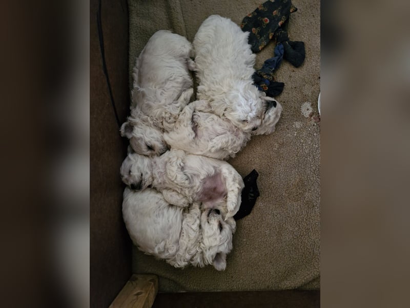 Süße, quirlige Bichon Frise Welpen