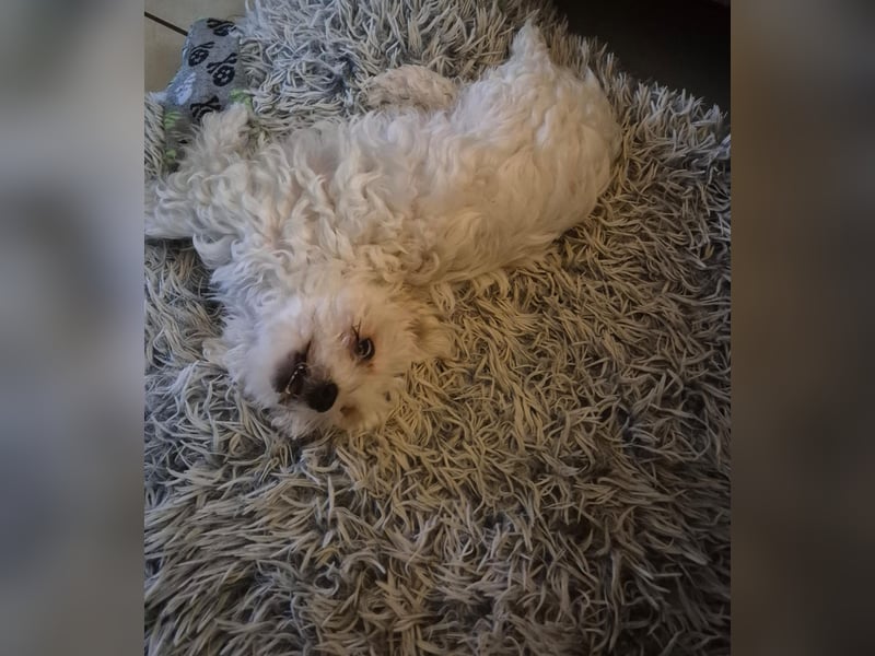 Süße Fellnasen Bichon Frise Welpen