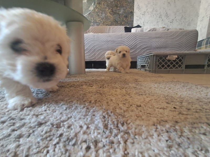 Süße, quirlige Bichon Frise Welpen