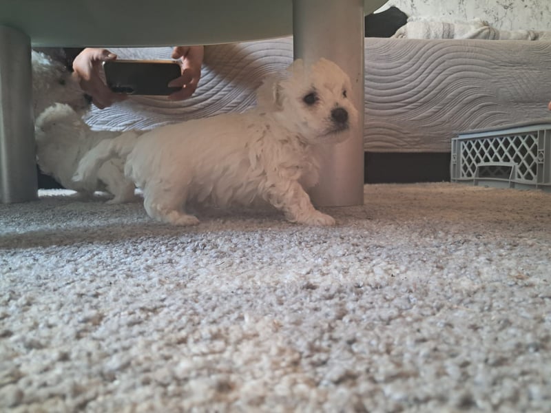 Süße, quirlige Bichon Frise Welpen