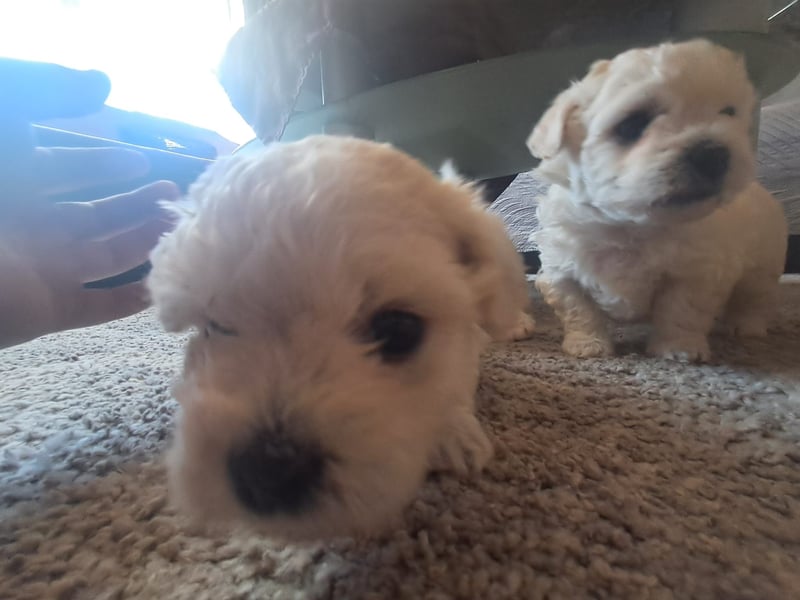 Süße, quirlige Bichon Frise Welpen