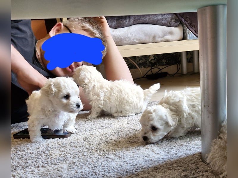 Süße, quirlige Bichon Frise Welpen