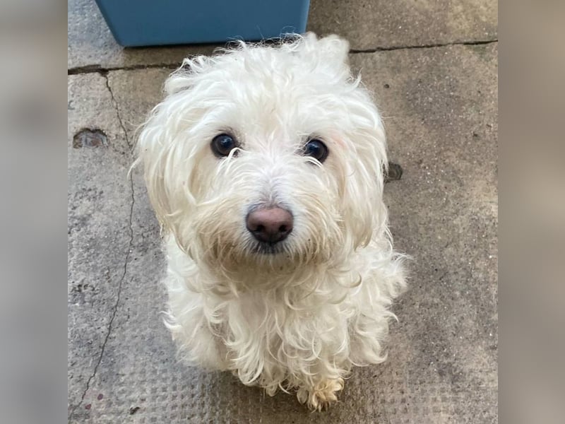 Daisy **Reserviert***