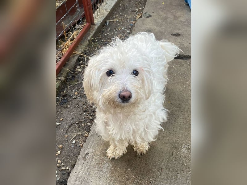 Daisy **Reserviert***