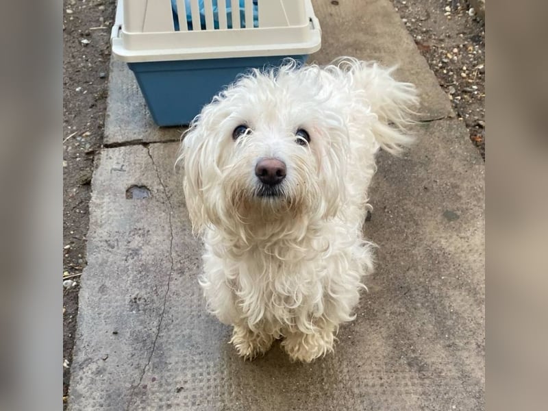 Daisy **Reserviert***