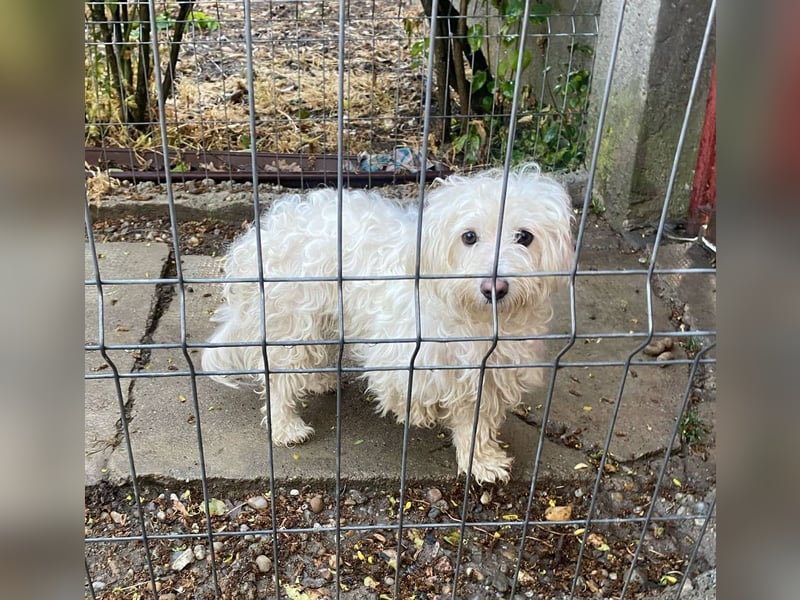 Daisy **Reserviert***