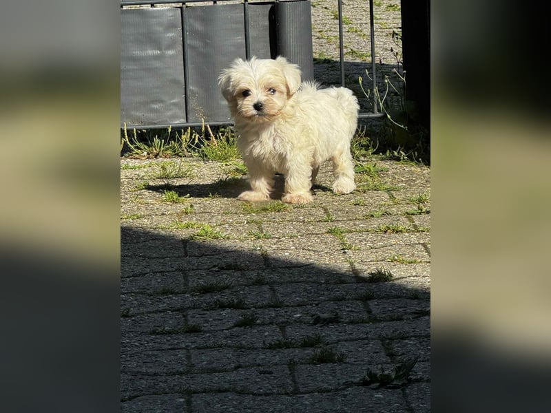 Wir bieten Welpen an
