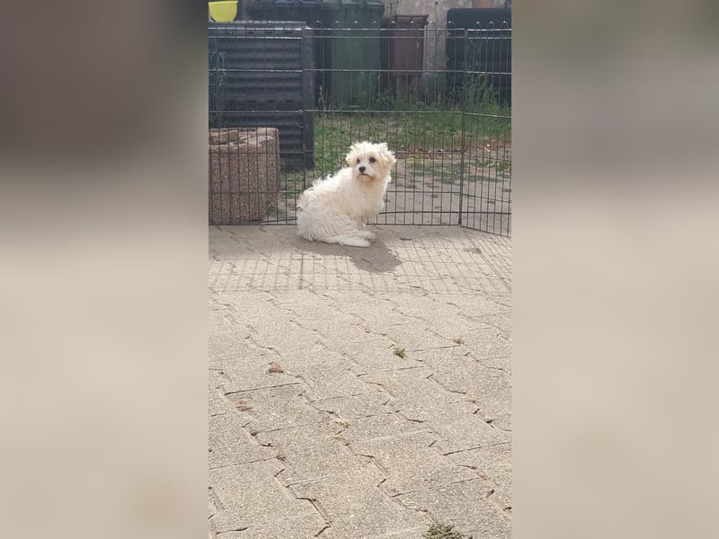 AMY - die liebe und freundliche kleine Maus sucht ein liebevolles Zuhause