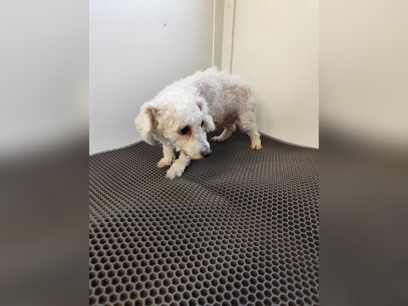 MILA - die liebe kleine Maus ist noch etwas zurückhaltend und sucht eine liebevolle Familie