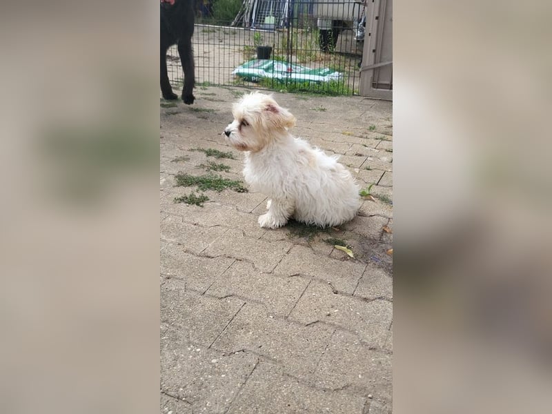 AMY - die liebe und freundliche kleine Maus sucht ein liebevolles Zuhause