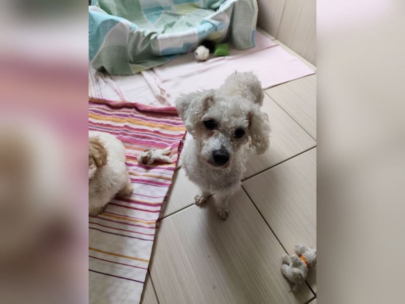 MILA - die liebe kleine Maus ist noch etwas zurückhaltend und sucht eine liebevolle Familie