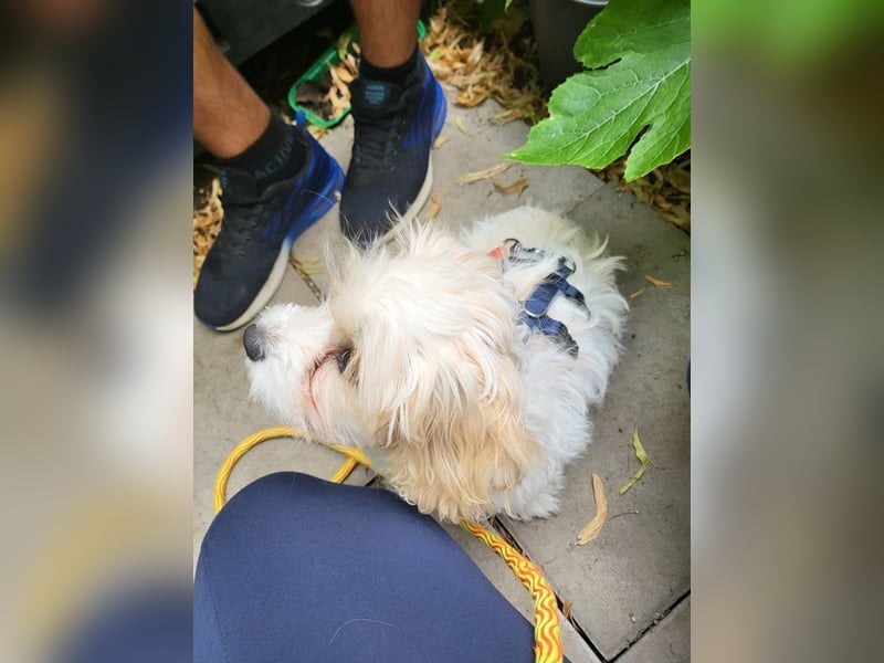 AMY - die liebe und freundliche kleine Maus sucht ein liebevolles Zuhause