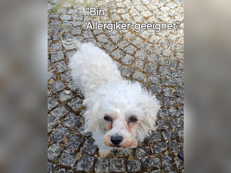 SWEETY sucht ihre Menschen