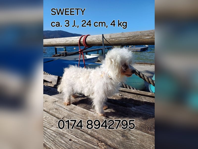 SWEETY sucht ihre Menschen