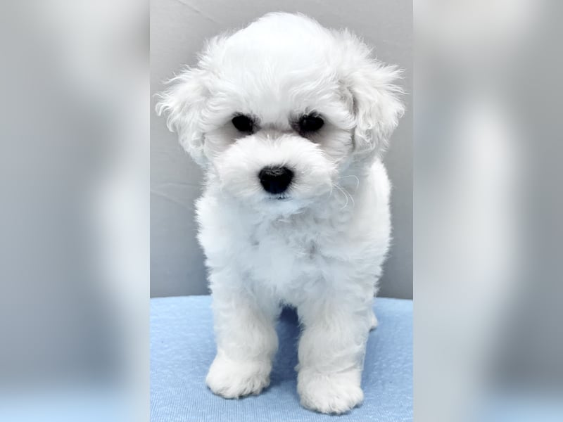 Bichon frise Mädchen MARA