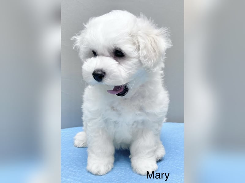 Bichon frise Mädchen MARA