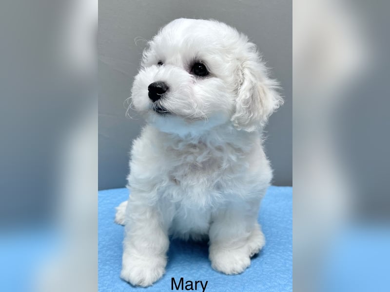 Bichon frise Mädchen MARA