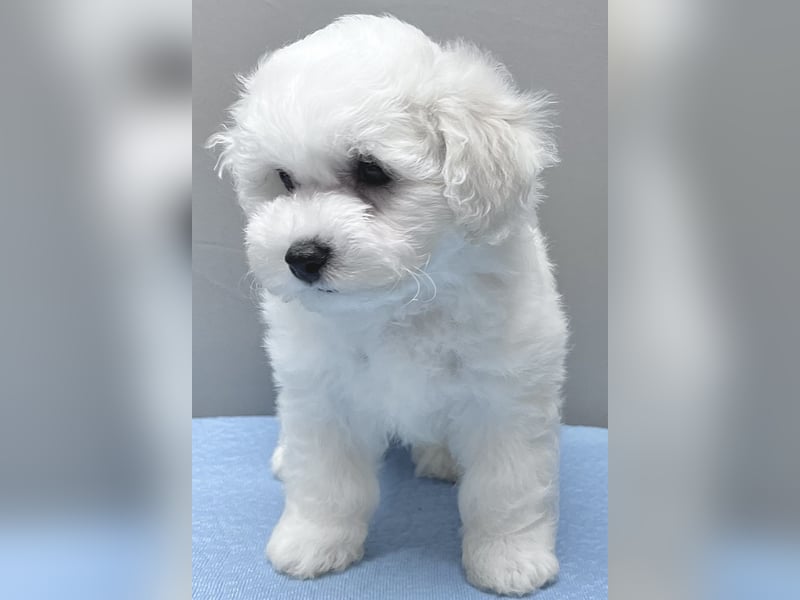 Bichon frise Mädchen MARA