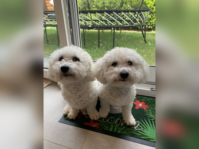 Bichon Frisé „Zwillinge“ suchen liebevolles Zuhause - bitte nur seriöse Anfragen