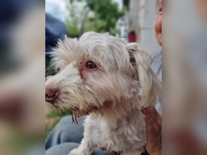 HOGOLYO, Bichon-Mix, Rüde, geb. ca.02.2024, hat ganz viel Liebe zu geben.
