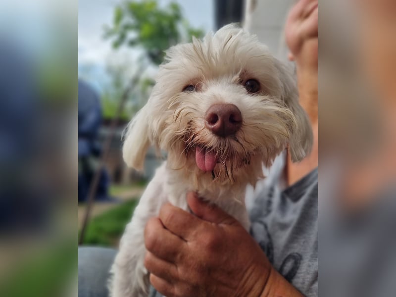 HOGOLYO, Bichon-Mix, Rüde, geb. ca.02.2024, hat ganz viel Liebe zu geben.