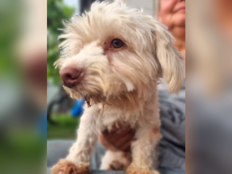 HOGOLYO, Bichon-Mix, Rüde, geb. ca.02.2024, hat ganz viel Liebe zu geben.