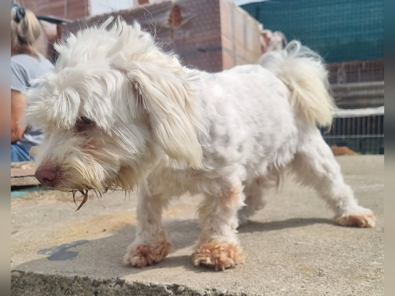 HOGOLYO, Bichon-Mix, Rüde, geb. ca.02.2024, hat ganz viel Liebe zu geben.