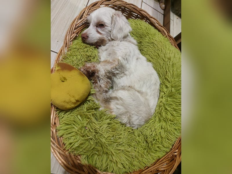 HOGOLYO, Bichon-Mix, Rüde, geb. ca.02.2024, hat ganz viel Liebe zu geben.