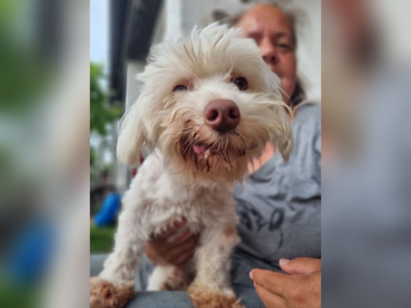 HOGOLYO, Bichon-Mix, Rüde, geb. ca.02.2024, hat ganz viel Liebe zu geben.