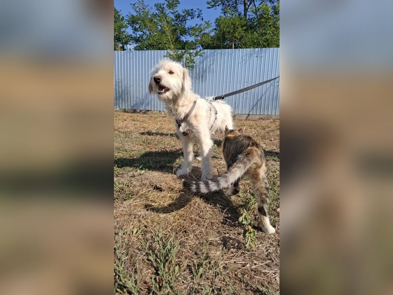 Wunderbare Hündin Azaleea