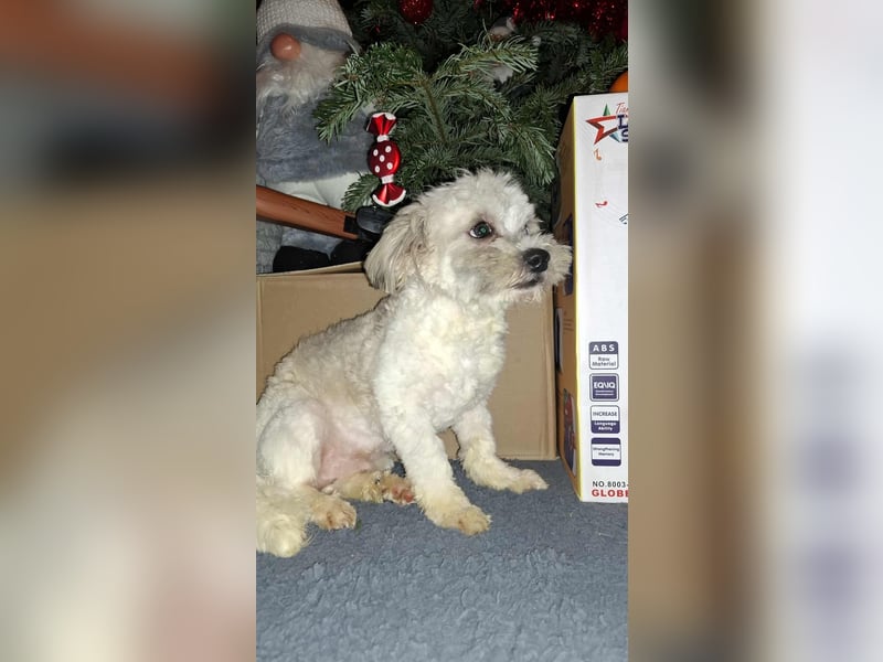 Kleiner Herzensbrecher Toy