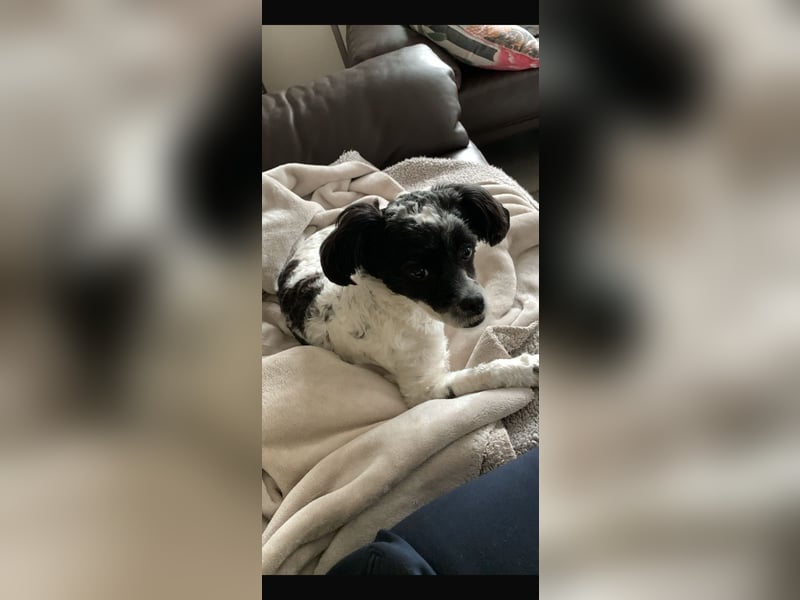 Kleiner süßer Bichon Mix Rüde