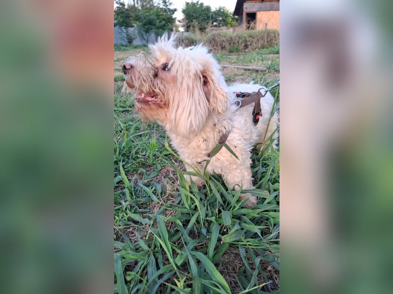 allerliebste kleine Masha