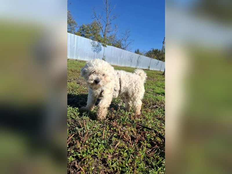 Jaimy, kleiner süßer Bichon