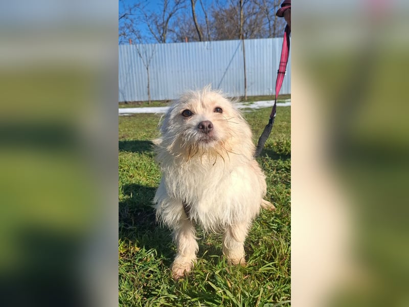 Zuckersüße Bichonhündin Kenya