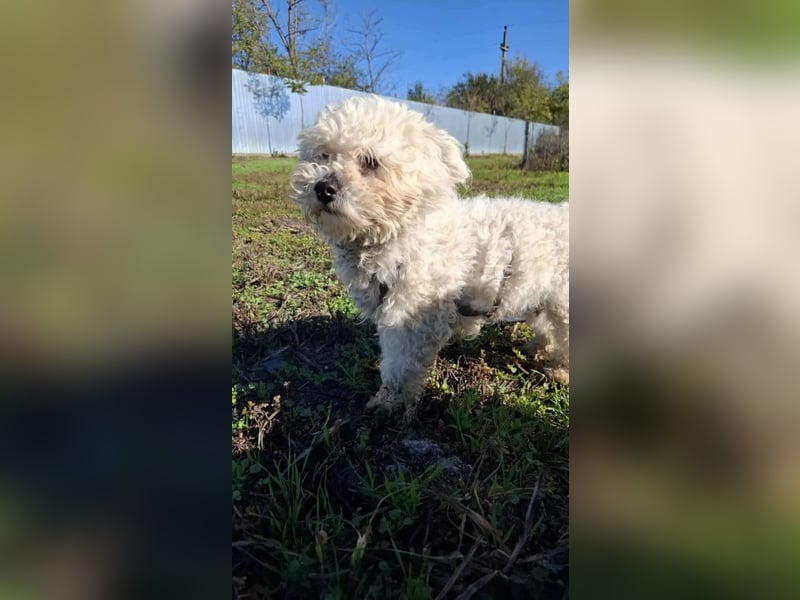 Jaimy, kleiner süßer Bichon