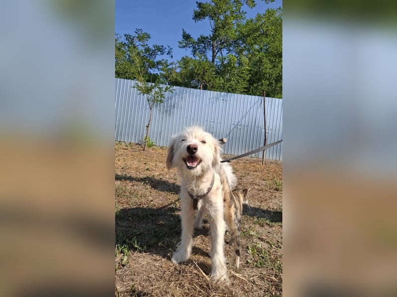 Wunderbare Hündin Azaleea