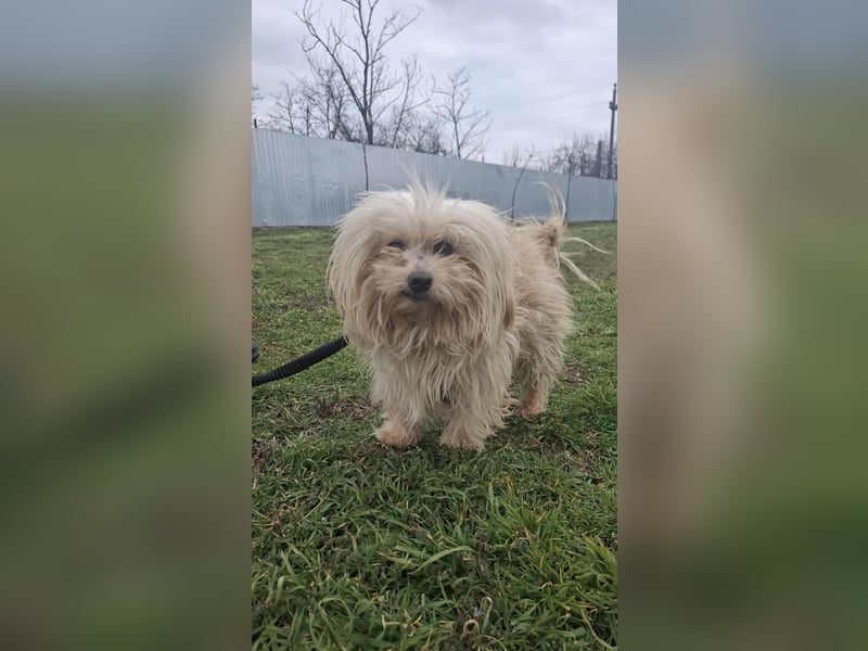 Antonio Bichon Rüde