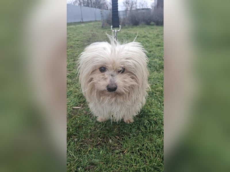 Antonio Bichon Rüde