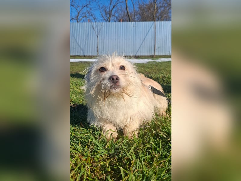 Zuckersüße Bichonhündin Kenya