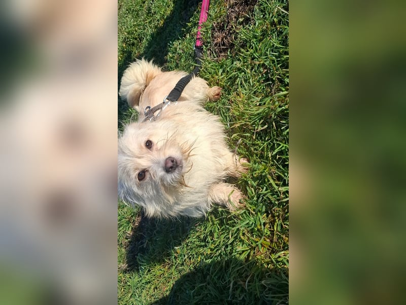 Zuckersüße Bichonhündin Kenya