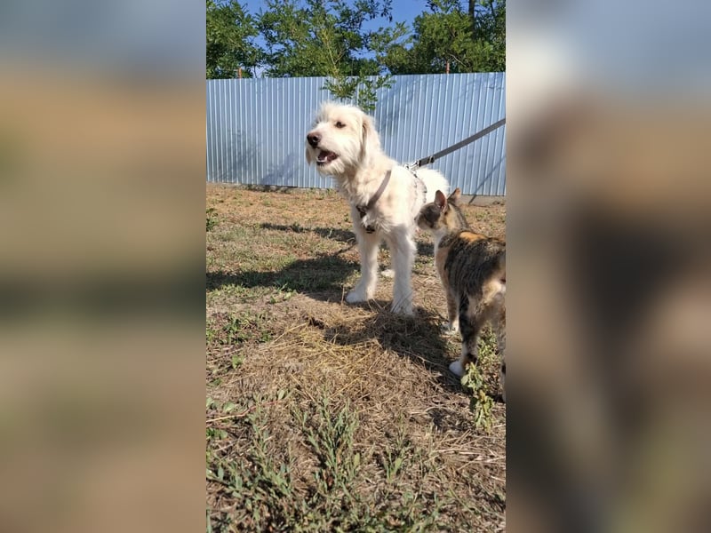 Wunderbare Hündin Azaleea