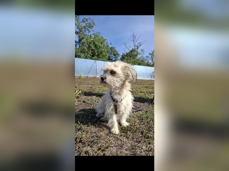 Malteser Bichon Mischling Johnny