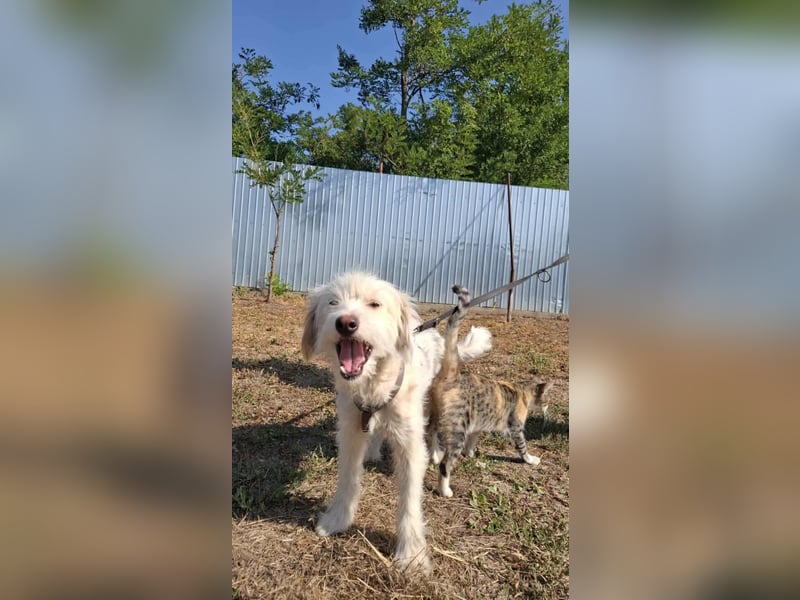 Wunderbare Hündin Azaleea