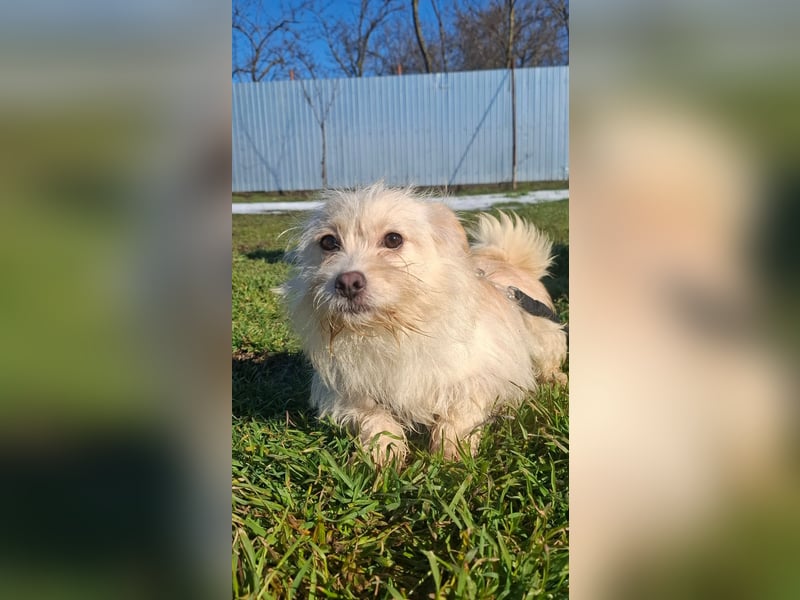 Zuckersüße Bichonhündin Kenya