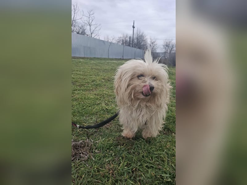 Antonio Bichon Rüde